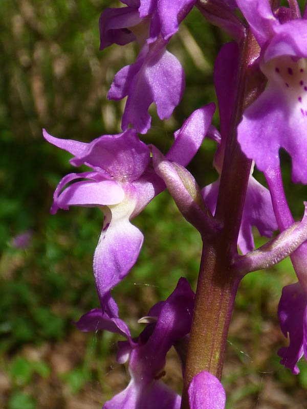 Orchis mascula 'purpurea'